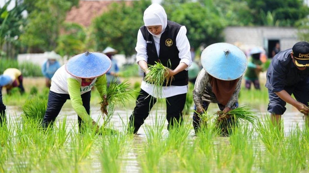 Jatim Sumbang 25 Persen Laju Tanam Padi Nasional, Tertinggi di Indonesia