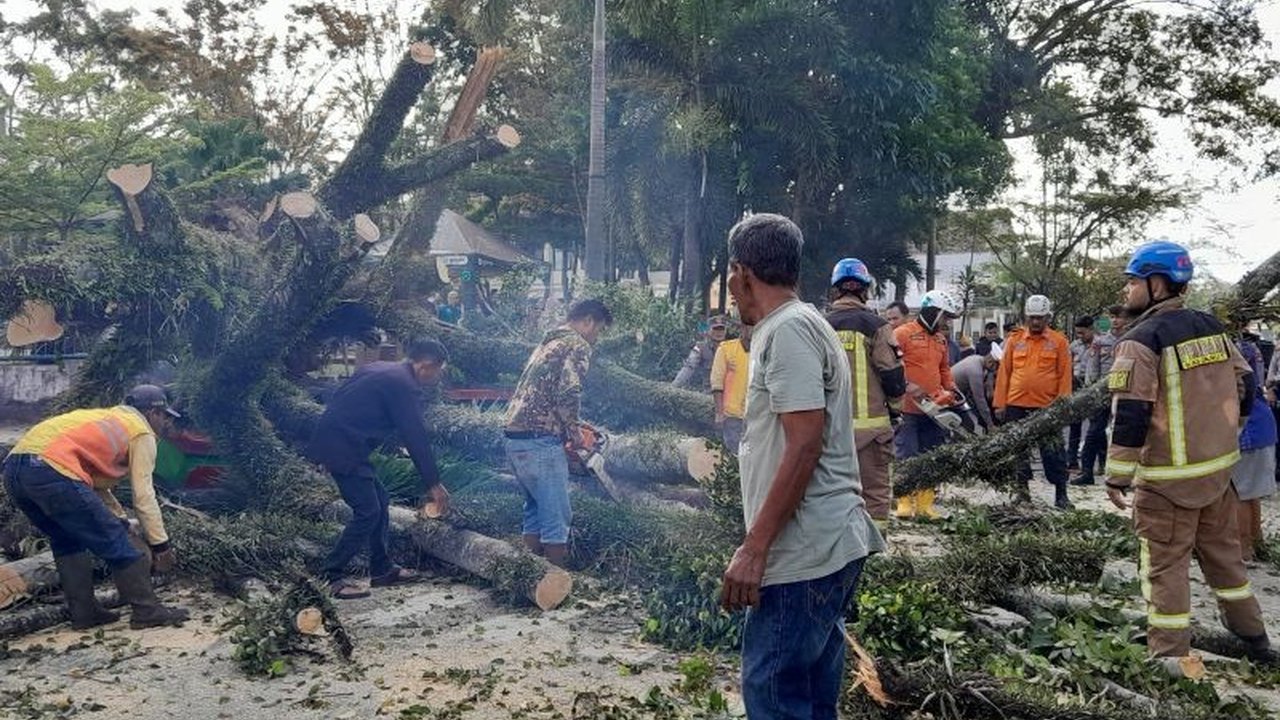 Sebuah pohon beringin tumbang di Jalan Suherman, Garut, menyebabkan gangguan lalu lintas dan satu korban luka ringan; petugas gabungan langsung melakukan evakuasi.