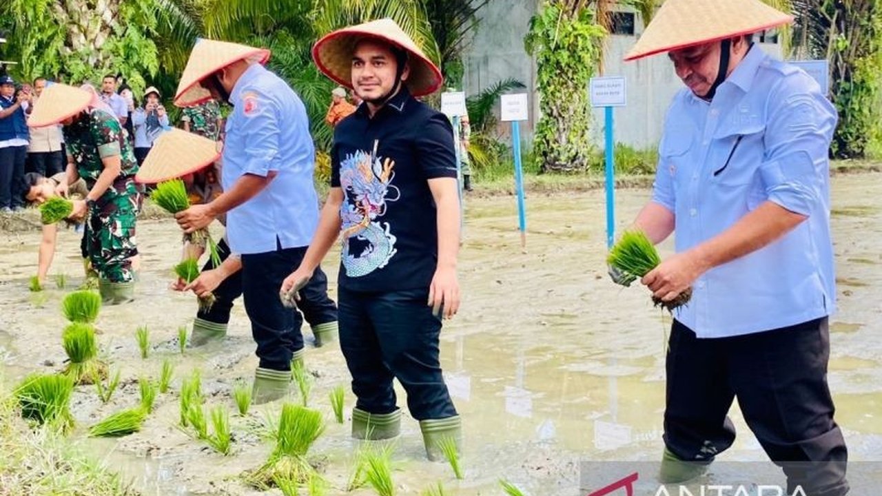 Kabupaten Nagan Raya, Aceh, optimis mencapai produksi gabah 3.500 ton di Kecamatan Kuala pada musim tanam gadu 2025, berkat luas lahan sawah dan produktivitas tinggi.