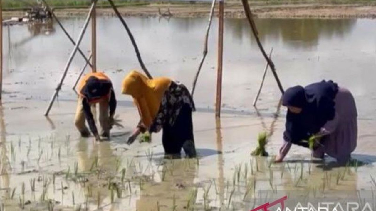 Pemkab Batanghari optimis mencapai target penanaman padi seluas 2.689 hektare pada April 2025, berkat bantuan benih dari APBN dan swadaya petani.