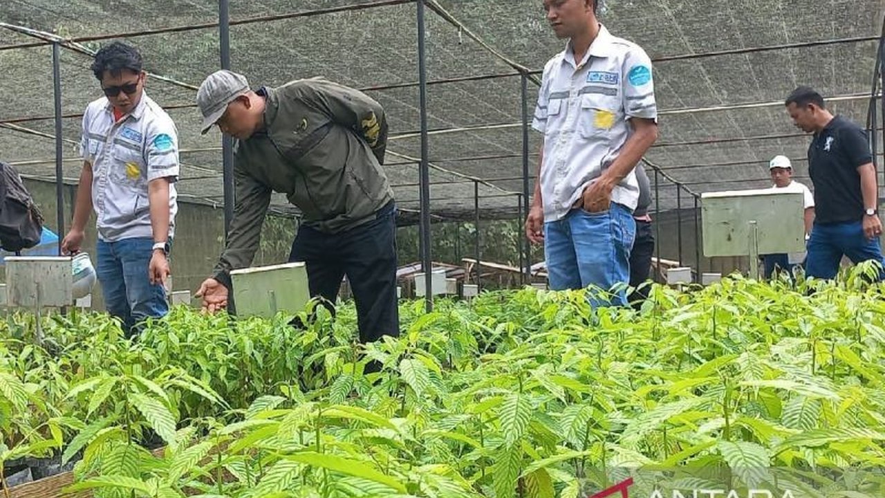 PT North Sumatera Hydro Energy (NSHE) menanam 8.000 bibit pohon di sekitar PLTA Batang Toru untuk menjaga ekosistem satwa liar, khususnya orangutan Tapanuli yang terancam punah.