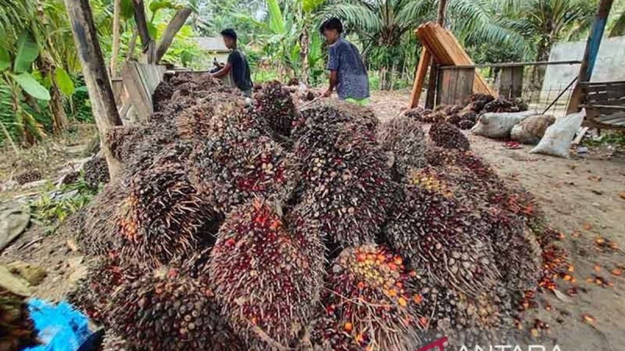 Direktorat Jenderal Bea Cukai (DJBC) Aceh mendorong ekspor CPO langsung dari pelabuhan Aceh untuk menekan biaya angkut hingga Rp372 miliar per tahun dan meningkatkan perekonomian daerah.