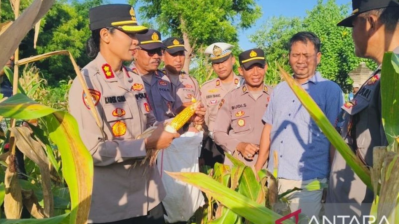 Polisi dan Warga Gilimanuk Panen Jagung 3 Kuintal di Lahan Tidur