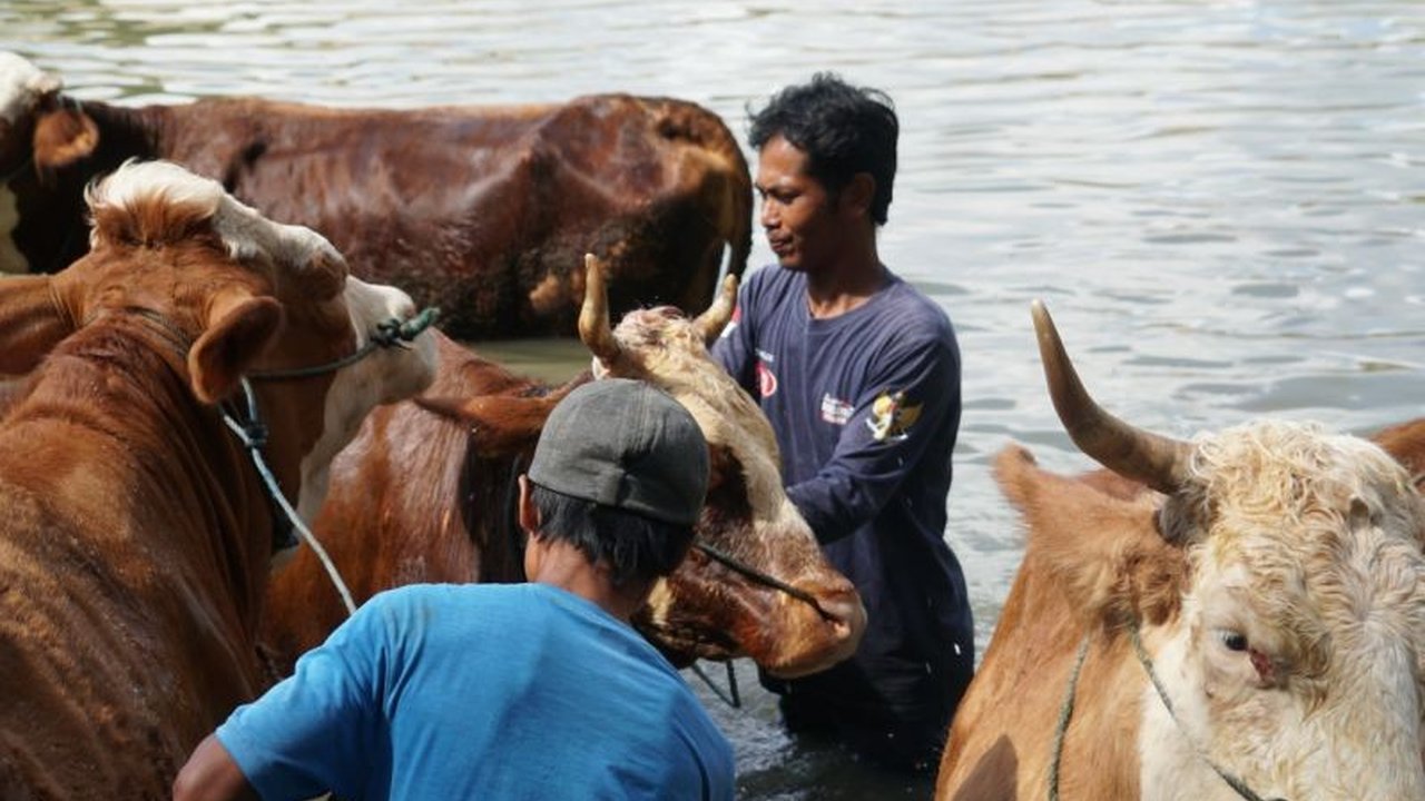 Kabupaten Gunungkidul melestarikan tradisi Ngguyang Sapi untuk menjaga kesehatan ternak dan mencegah penyakit, terutama menjelang Idul Adha.