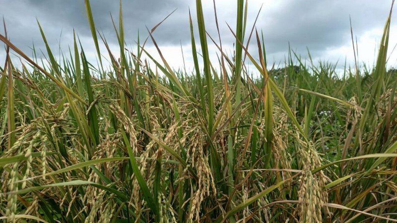 Pemerintah Provinsi Sulawesi Utara (Sulut) fokus meningkatkan sektor pertambangan, pertanian, dan pariwisata untuk mendorong pertumbuhan ekonomi daerah.