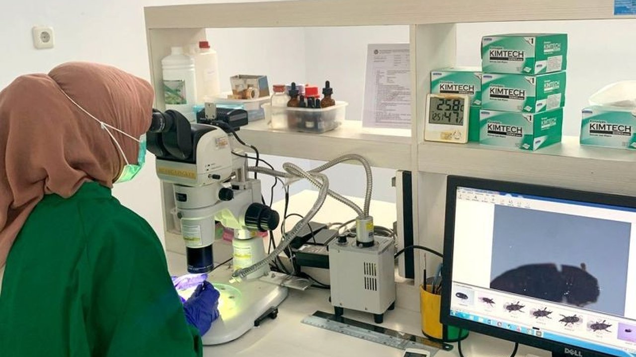 Biji kapuk Gorontalo berhasil mendapatkan sertifikasi karantina tumbuhan dan siap dipasarkan hingga ke Surabaya, membuka peluang ekonomi baru bagi daerah tersebut.