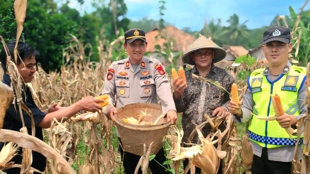 Polres OKU berhasil memanen 4,5 ton jagung dari lahan binaan seluas satu hektare di Desa Marta Jaya, OKU, Sumatera Selatan, sebagai upaya mendukung ketahanan pangan dan meningkatkan kesejahteraan masyarakat.