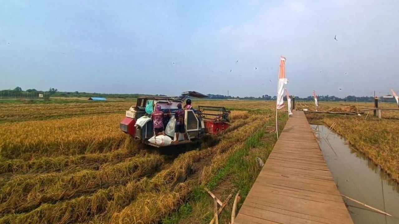 Sukses Panen Perdana Padi Biosalin: 116 Ton Gabah Kering Panen di Semarang
