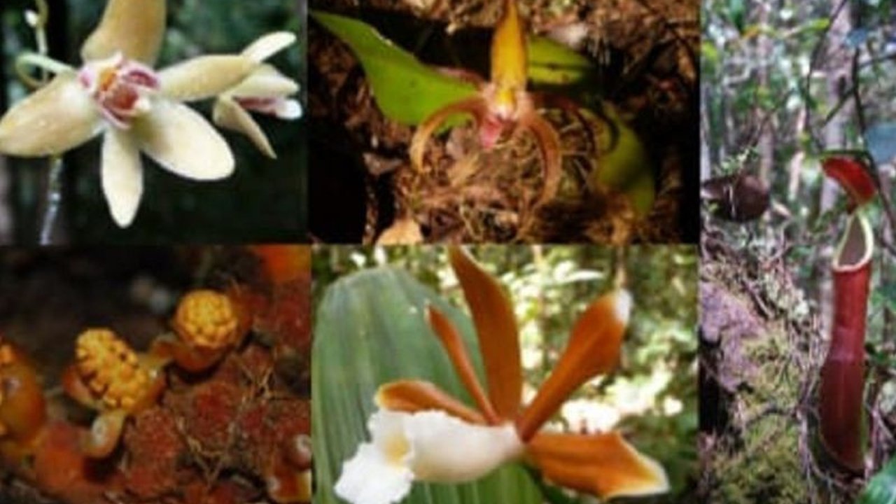 Yayasan Ekosistem Lestari (YEL) menekankan pentingnya kolaborasi untuk melindungi keanekaragaman hayati flora dan fauna di Hutan Batang Toru, Sumatera Utara, yang merupakan habitat berbagai spesies langka.