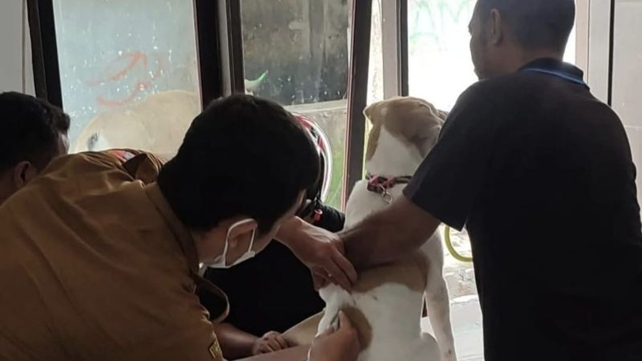 Enam warga Ambon meninggal dunia akibat rabies yang ditularkan melalui gigitan anjing, dengan lima kasus terjadi di Negeri Passo dan satu kasus di lokasi lain; Pemkot Ambon telah mengeluarkan surat edaran untuk pencegahan.