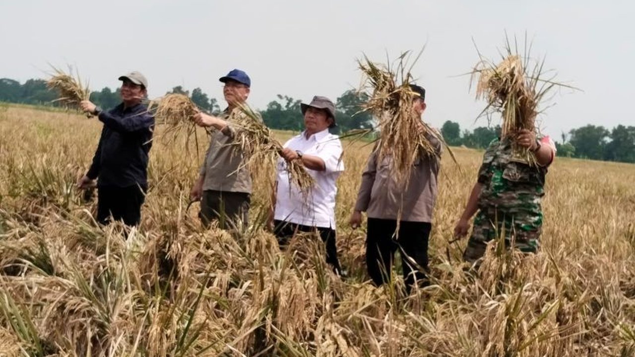 Utusan Khusus Presiden panen padi organik di Karawang, Jawa Barat, bukti nyata pertanian berkelanjutan yang hemat biaya dan hasil melimpah.