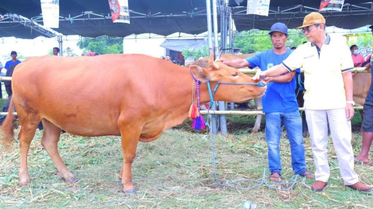 12 Ribu Sapi Dompu Kirim ke Jabodetabek Jelang Idul Adha, Pastikan Stok Daging Aman!