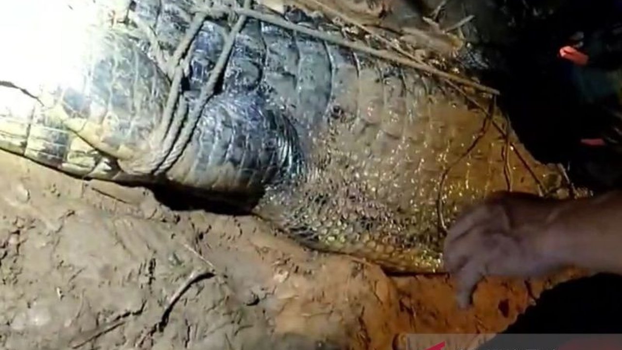 Tim gabungan berhasil menangkap buaya yang diduga menerkam Fiki (10) di Sungai Sangatta, Kutai Timur, setelah pencarian intensif.