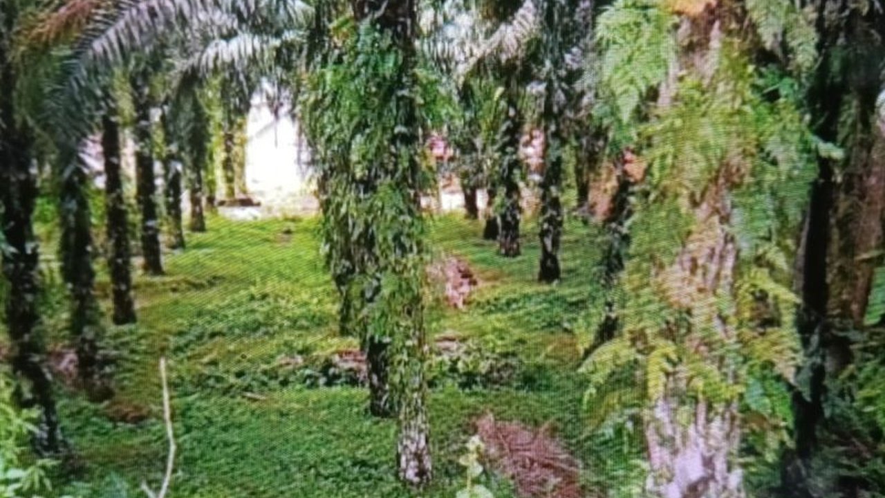 Pemerintah Kabupaten Pasaman Barat mendorong petani untuk meremajakan kebun sawit mereka guna meningkatkan produktivitas, dengan target peremajaan 1.000 hektare pada tahun 2025.