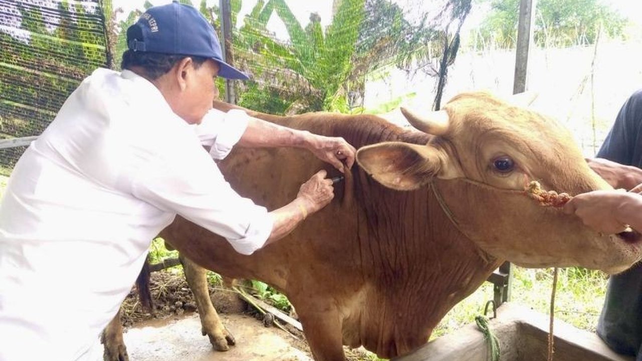 Kota Batam memperkirakan membutuhkan 10.000 hewan kurban untuk Idul Adha 1446 H, dengan pengawasan ketat terhadap kesehatan ternak demi keamanan konsumsi masyarakat.
