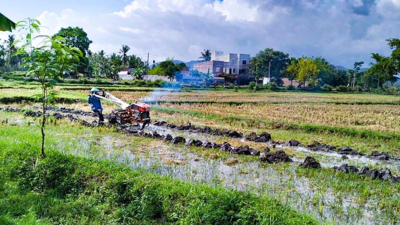 Lembaga Pemasyarakatan Kelas II A Lombok Barat, NTB, mendukung ketahanan pangan nasional dengan menanam padi di lahan seluas 1,5 hektare, memanfaatkan lahan Sarana Asimilasi dan Edukasi (SAE).