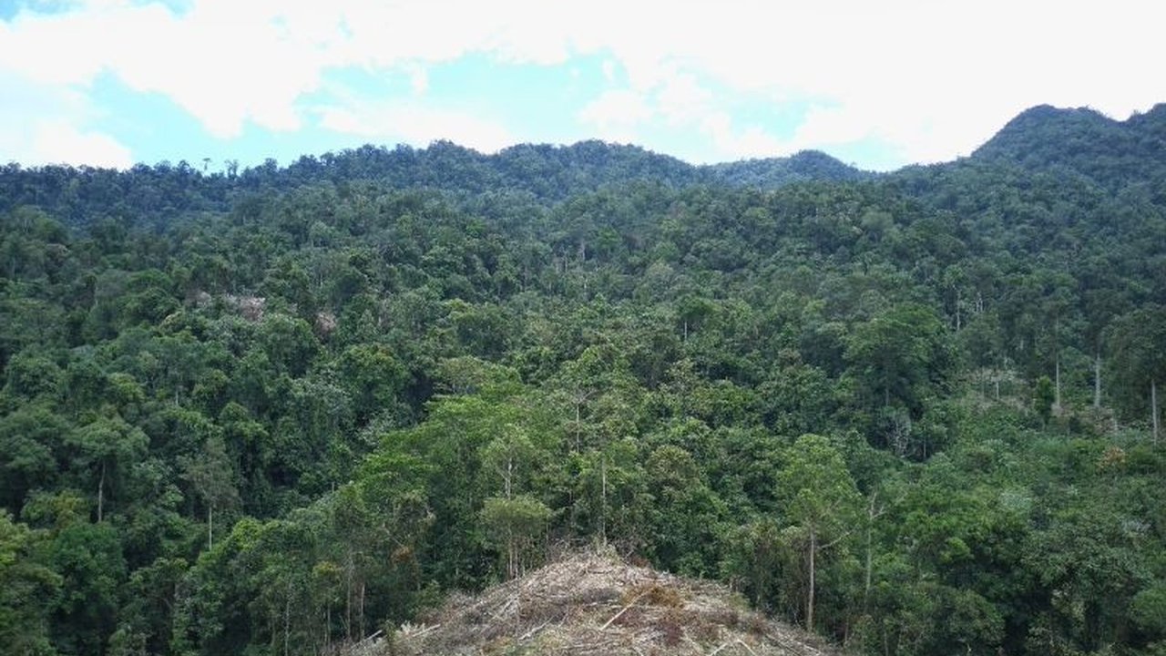 Investigasi Genesis Bengkulu ungkap lebih dari 40.000 hektare lahan program Folu Net Sink 2030 tumpang tindih dengan aktivitas eksploitatif, mengancam target penyerapan karbon.