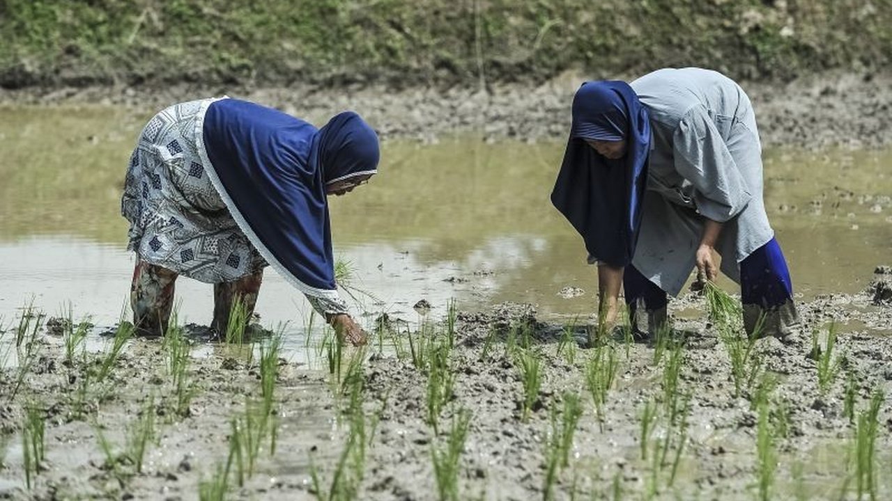 Indonesia berhasil mencapai swasembada beras dan tengah membangun kemandirian pangan di tengah ketidakpastian geopolitik global, membuka peluang menjadi eksportir beras.