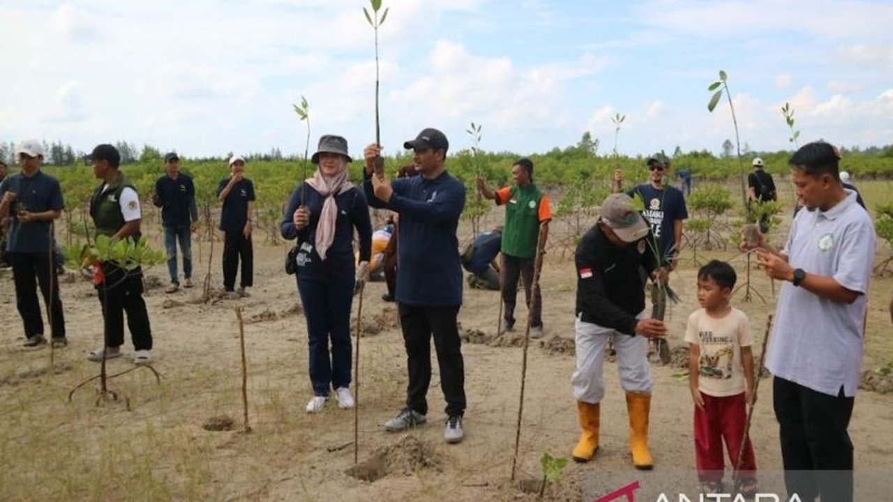 Keluarga Alumni Gadjah Mada (Kagama) Kepulauan Bangka Belitung tanam 1.000 bibit bakau di Pantai Batu Tunggal untuk dukung ekonomi biru dan lestarikan lingkungan pesisir.