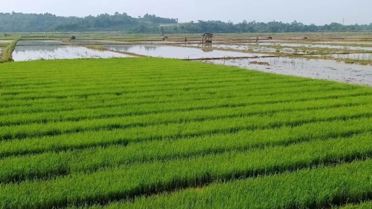 Kabupaten Lebak, Banten, memprediksi surplus beras hingga 237.000 ton pada tahun 2024, cukup untuk memenuhi kebutuhan selama 15 bulan dan berkontribusi pada ketahanan pangan nasional.