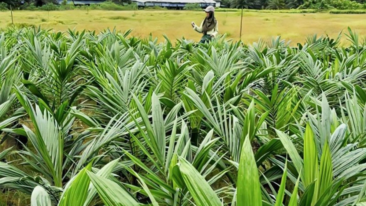Pemerintah Provinsi Kalimantan Tengah (Kalteng) meningkatkan pengawasan terpadu dan sertifikasi benih kelapa sawit untuk menjaga ketersediaan benih unggul dan bermutu, demi mendukung sektor perkebunan daerah.