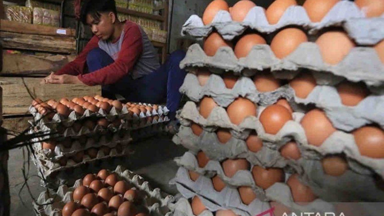 Provinsi Kepulauan Bangka Belitung menambah pasokan 40,5 ton telur ayam ras untuk memenuhi kebutuhan masyarakat, sehingga harga tetap stabil di kisaran Rp32.000-Rp34.000 per kilogram.
