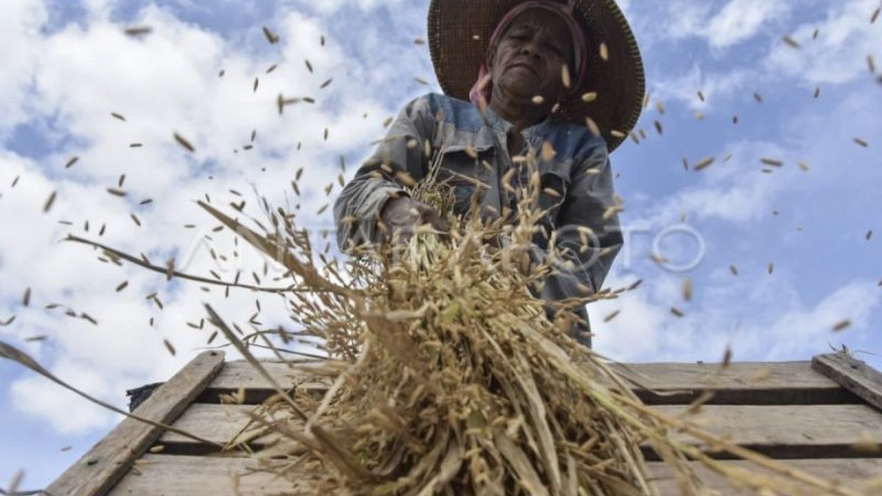 Pemerintah pusat membantu Kabupaten Kotawaringin Timur, Kalimantan Tengah, dengan program cetak sawah seluas 4.216 hektare untuk meningkatkan produksi padi dan ketahanan pangan nasional.