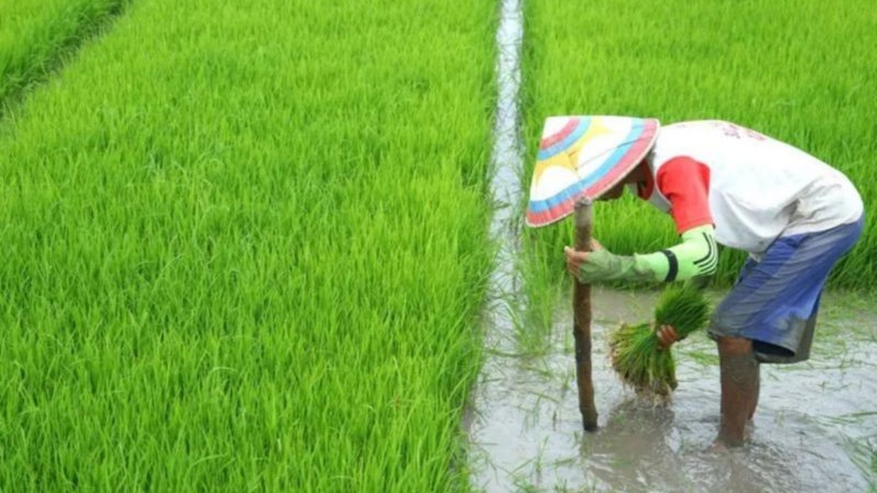 SMS Pintar: Solusi Teknologi Sederhana Bantu Petani di Daerah 3T