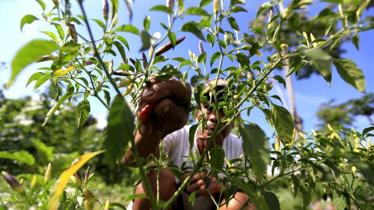 Hujan deras dan cuaca ekstrem di Gorontalo mengakibatkan gagal panen cabai rawit, sehingga harga melambung hingga Rp100.000 per kilogram.