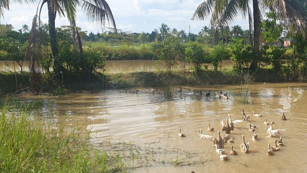 Pemerintah Provinsi Sumatera Selatan (Sumsel) genjot ketahanan pangan lewat Gerakan Sumsel Mandiri Pangan (GSMP) dengan target produksi beras lebih dari tiga juta ton pada 2025.