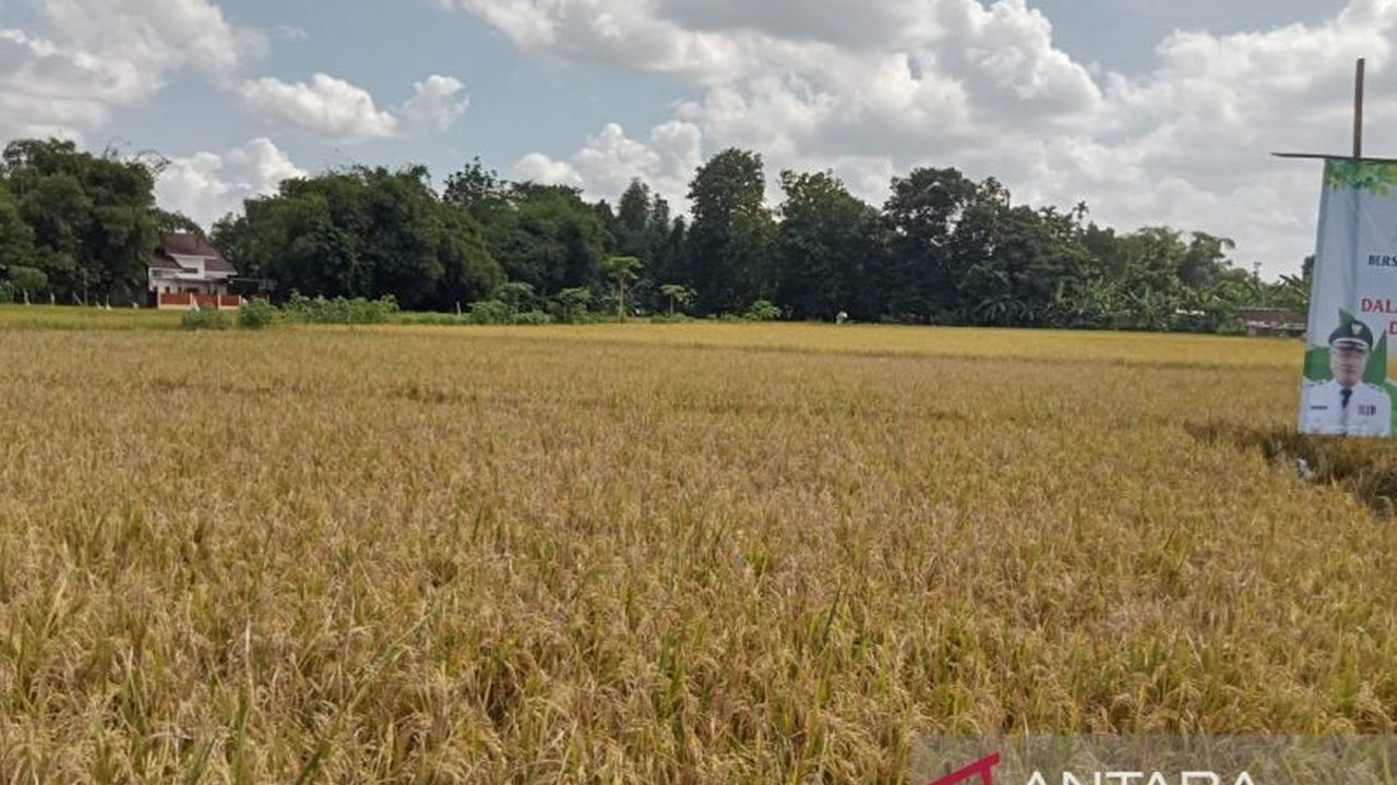 Bupati Bantul, Abdul Halim Muslih, memprioritaskan sektor pertanian dengan fokus pada teknologi modern, pupuk organik, dan peningkatan produktivitas padi hingga 34.546 hektare pada tahun 2025.