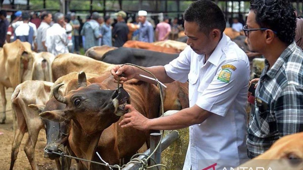 Dinas Peternakan Aceh ungkap kebutuhan pakan ternak mencapai 2,39 juta ton per tahun, didominasi hijauan, dan upaya peningkatan produksi pakan tengah digencarkan.
