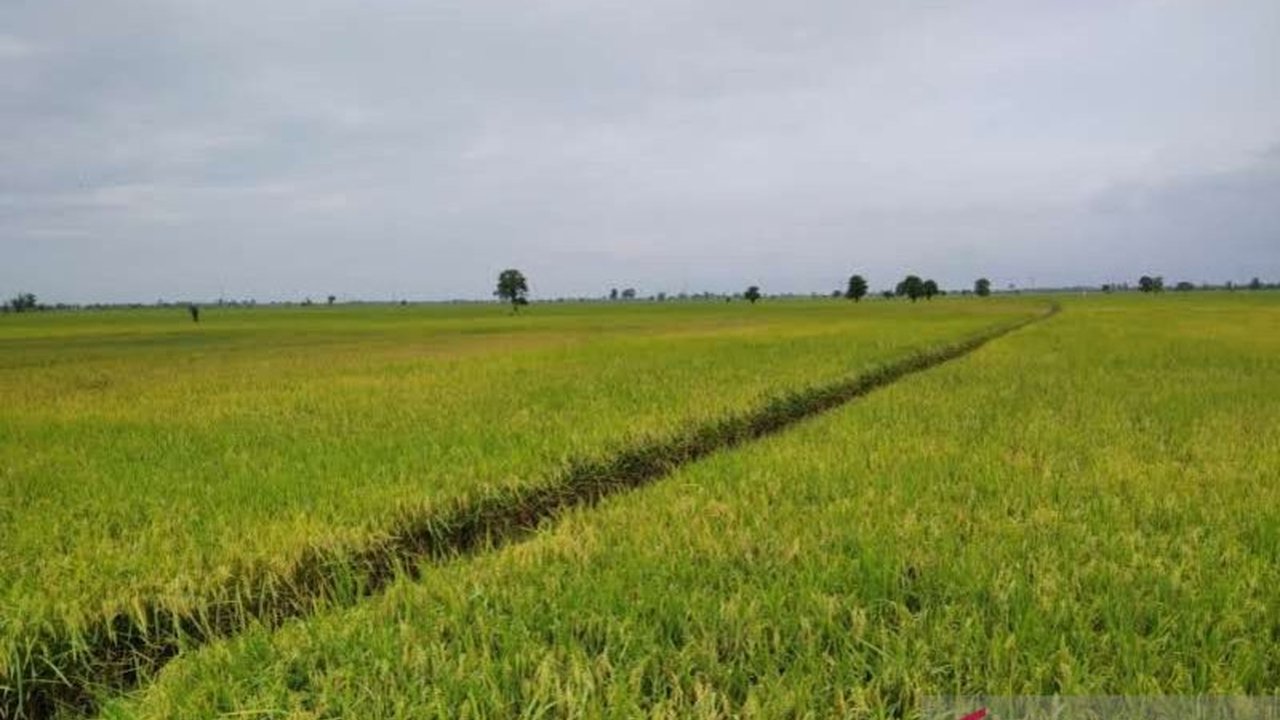 Perum Bulog Cabang Pati telah menyerap 3.150 ton gabah dan beras petani di Kabupaten Kudus dengan harga sesuai HPP,  mendukung swasembada pangan nasional.