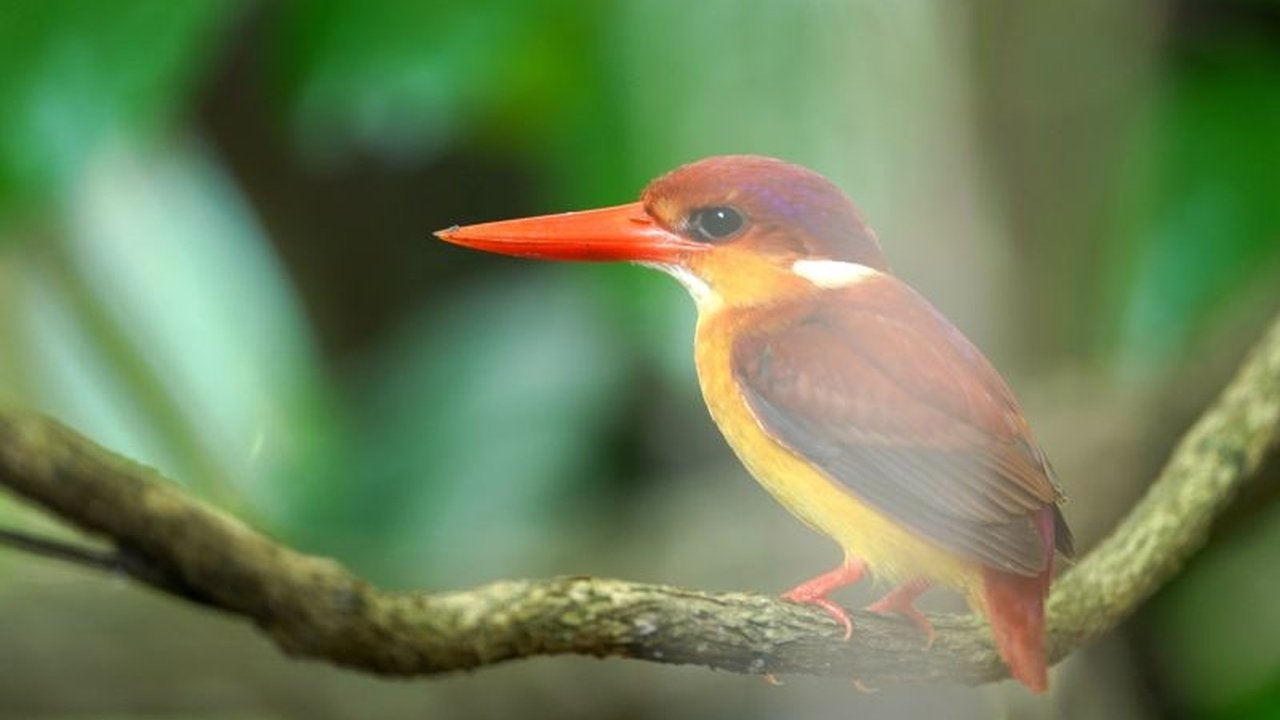 Kementerian Kehutanan (Kemenhut) mengumumkan penambahan 30 spesies burung baru di Indonesia dalam 5 tahun terakhir, menunjukkan kekayaan keanekaragaman hayati Indonesia yang luar biasa dan membutuhkan upaya konservasi lebih lanjut.