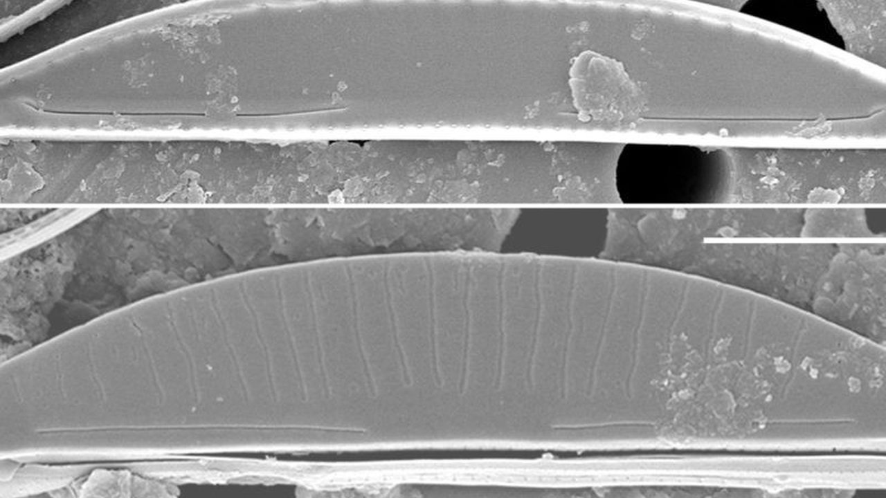 Tim peneliti Universitas Brawijaya mengidentifikasi dua genus dan tujuh spesies baru mikroalga di Pulau Bawean dan Teluk Tomini, Sulawesi Tengah,  mengungkap kekayaan hayati laut Indonesia yang masih tersembunyi.