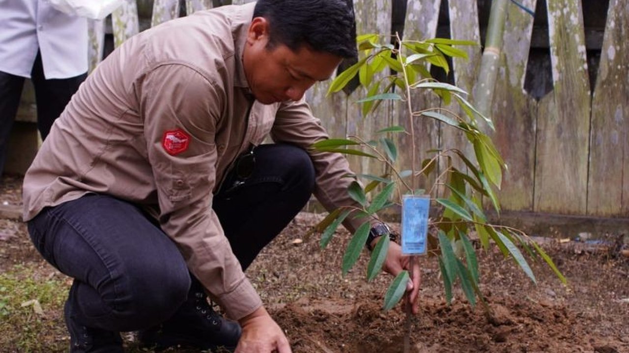 Dinas Pemberdayaan Masyarakat dan Pemerintah Desa Kaltim serahkan 640 bibit durian dan alpukat untuk pengembangan Desa Wisata Wehea di Kutai Timur, Kalimantan Timur, guna integrasikan wisata buah dengan budaya dan alam.