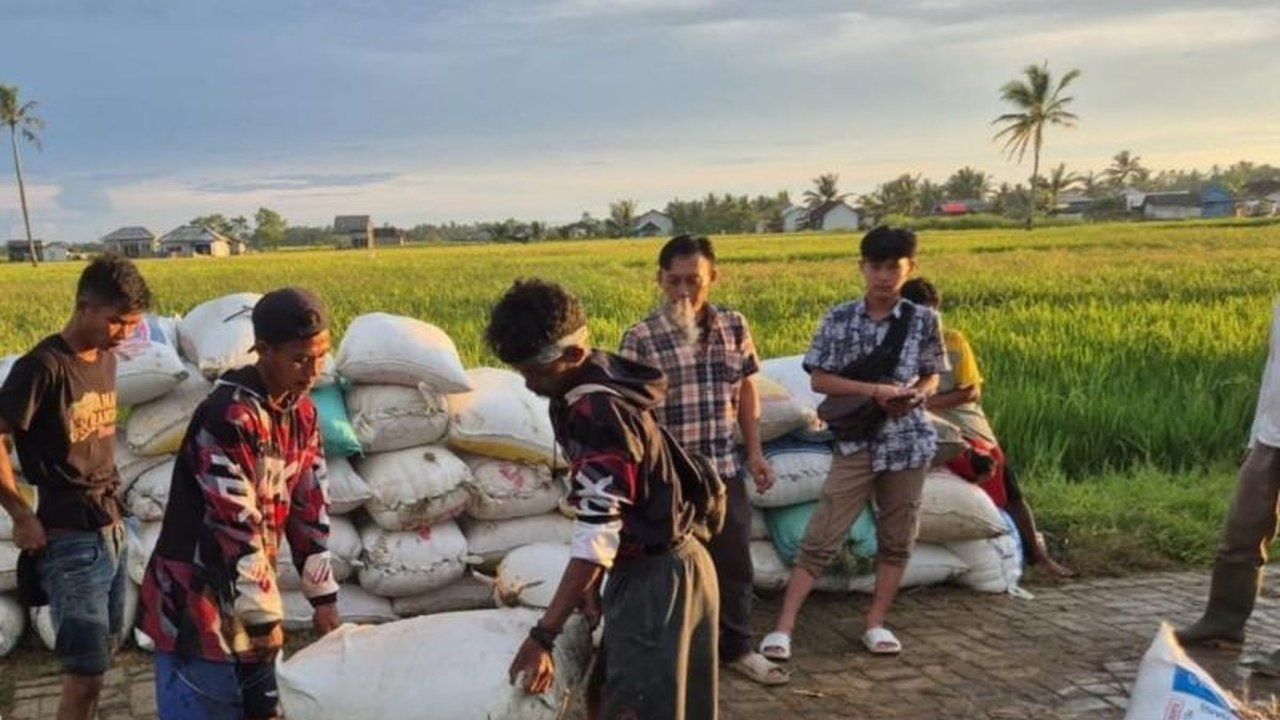 Bulog Cabang Lebak-Pandeglang gencar serap gabah petani dengan harga Rp6.500/kg, mendukung swasembada pangan nasional dan kesejahteraan petani.
