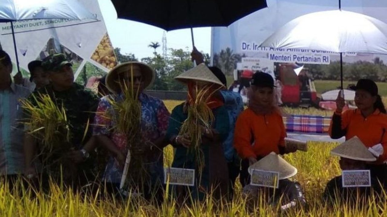 Bulog Bulukumba berhasil menyerap gabah petani hingga 33 ribu ton pada panen raya tahap pertama 2025, melampaui realisasi tahun 2024 dan menunjukkan potensi produksi melimpah di Kabupaten Bulukumba.