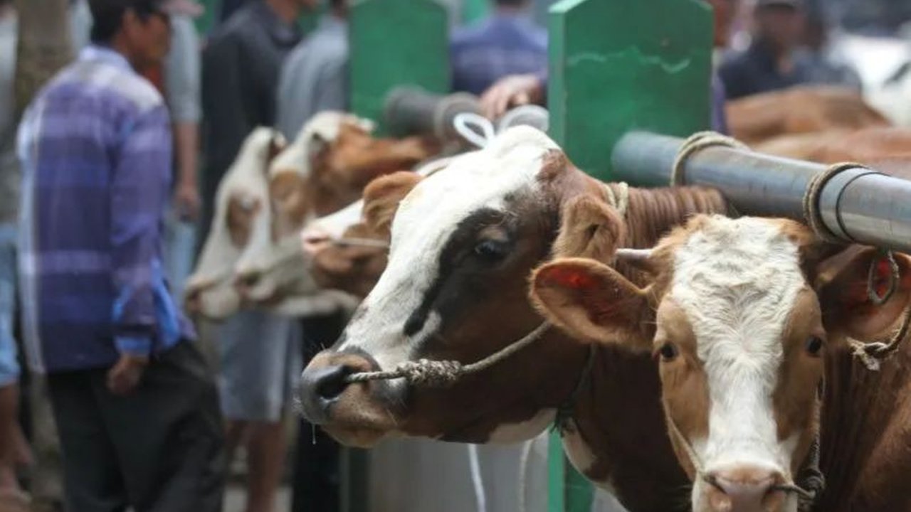 Jelang Idul Adha 2025, DPKP DIY optimis mampu memenuhi kebutuhan hewan kurban meskipun 40 persennya dipasok dari luar daerah, dengan pengawasan ketat terhadap kesehatan hewan.