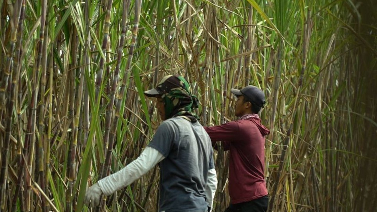 PT Sinergi Gula Nusantara (SGN) mendukung PG Glenmore membuka lowongan kerja PKWT untuk mencapai target produksi gula dan mendukung swasembada gula nasional pada musim giling 2025.