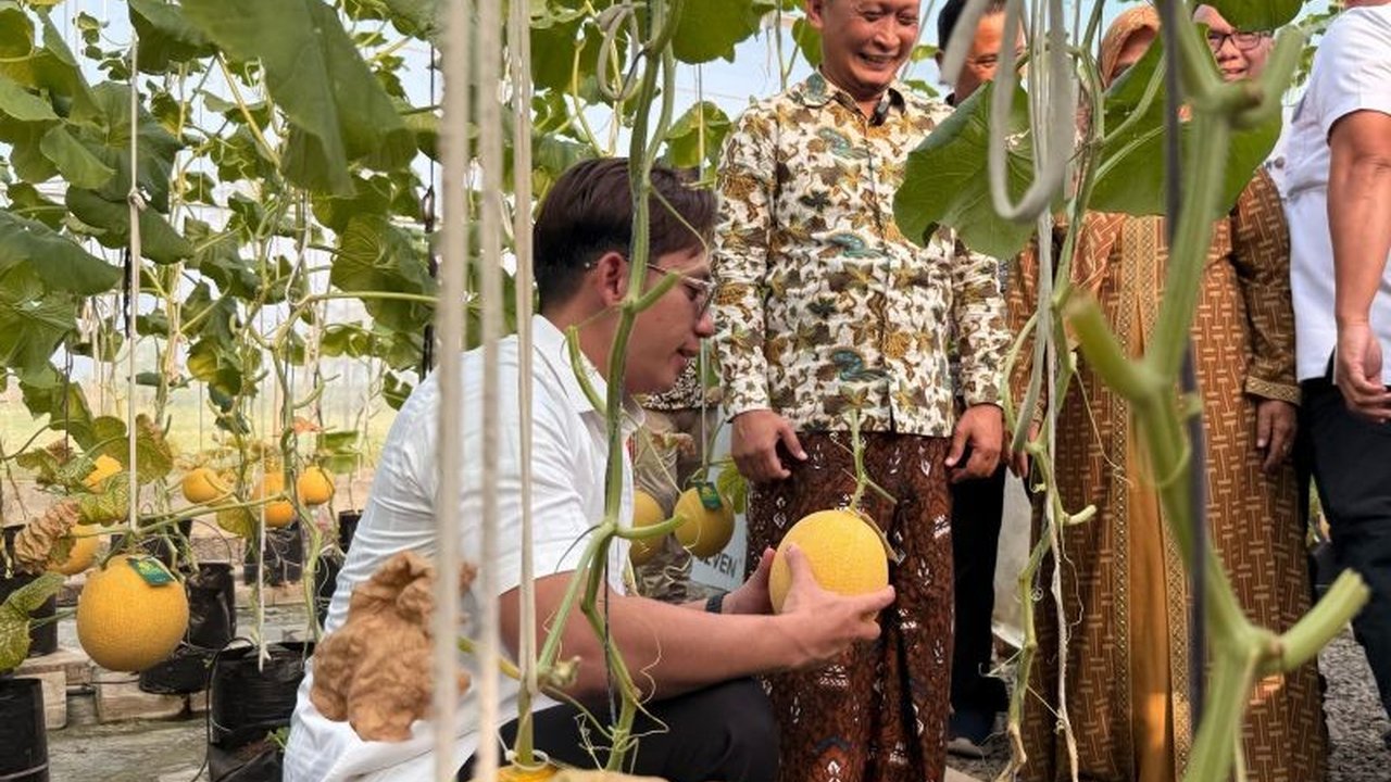 Bupati Lampung Selatan, Radityo Egi Pratama, menghadiri panen raya Melon Sultan di Ponpes Istiqomah Al-Amin dan mengapresiasi inovasi pertanian berbasis teknologi digital yang diterapkan.