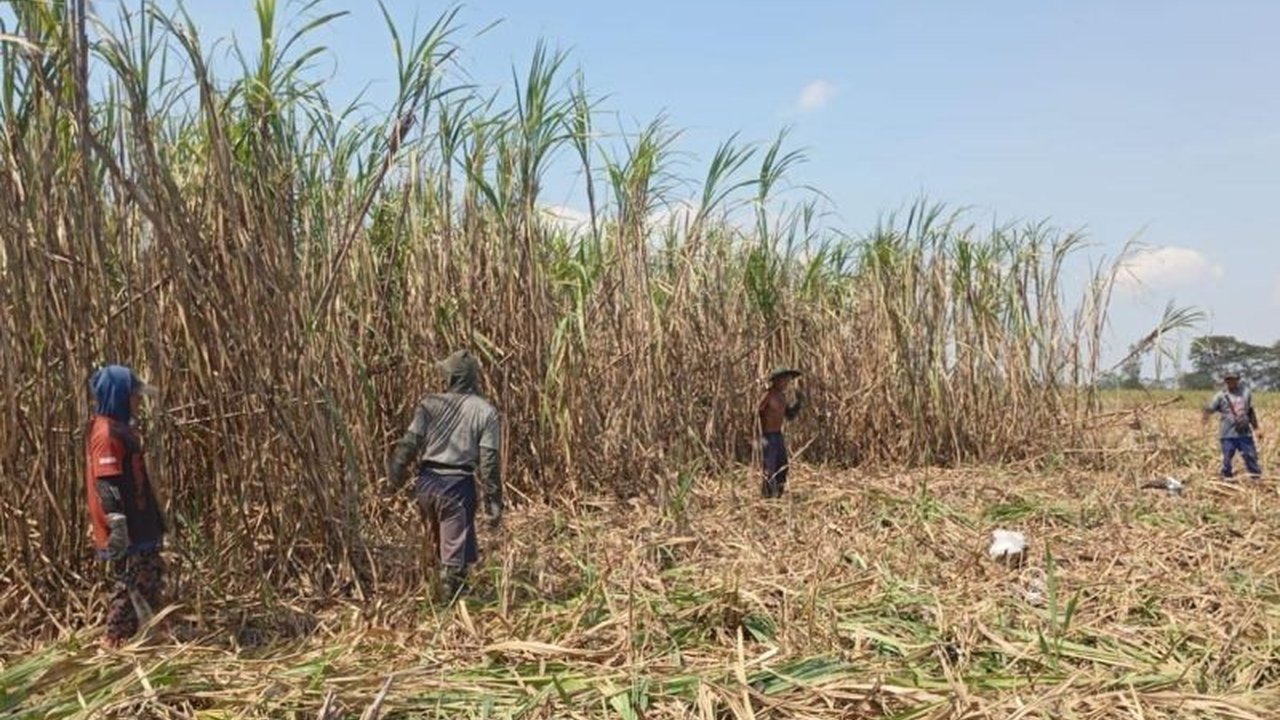 PT SGN MKSO Kebun Dhoho di Kediri menargetkan produksi tebu 311.151 ton pada musim tanam 2024-2025, dengan produksi gula mencapai 26.591 ton, serta berkontribusi pada swasembada gula nasional.
