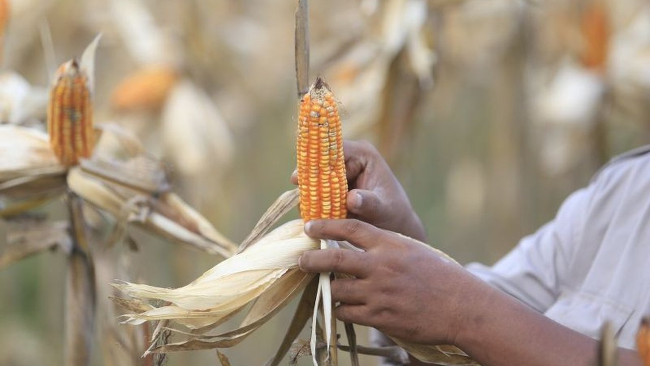 Mentan Minta Gorontalo Siapkan 50 Ribu Ton Jagung untuk Filipina