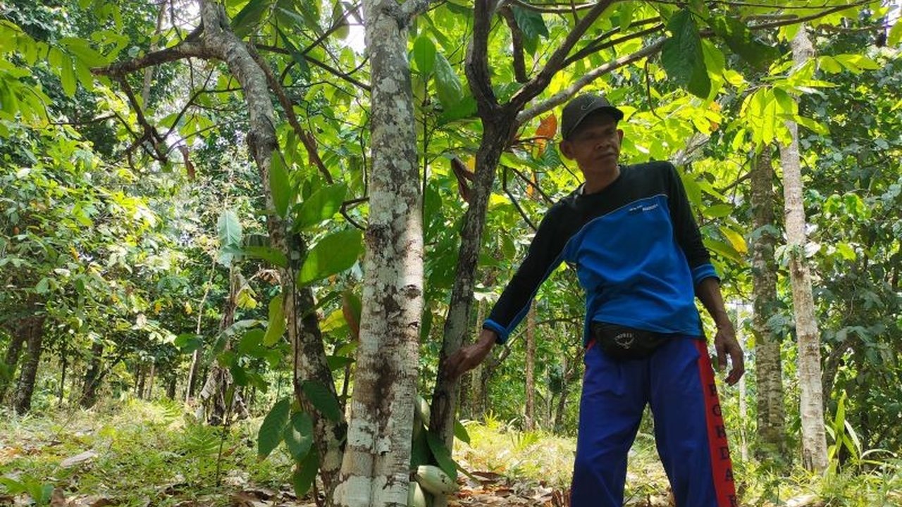 Kementerian Kehutanan (Kemenhut) mengungkap potensi 1,9 juta hektare lahan perhutanan sosial untuk mendukung ketahanan pangan nasional, dengan berbagai komoditas unggulan yang dapat dikembangkan.