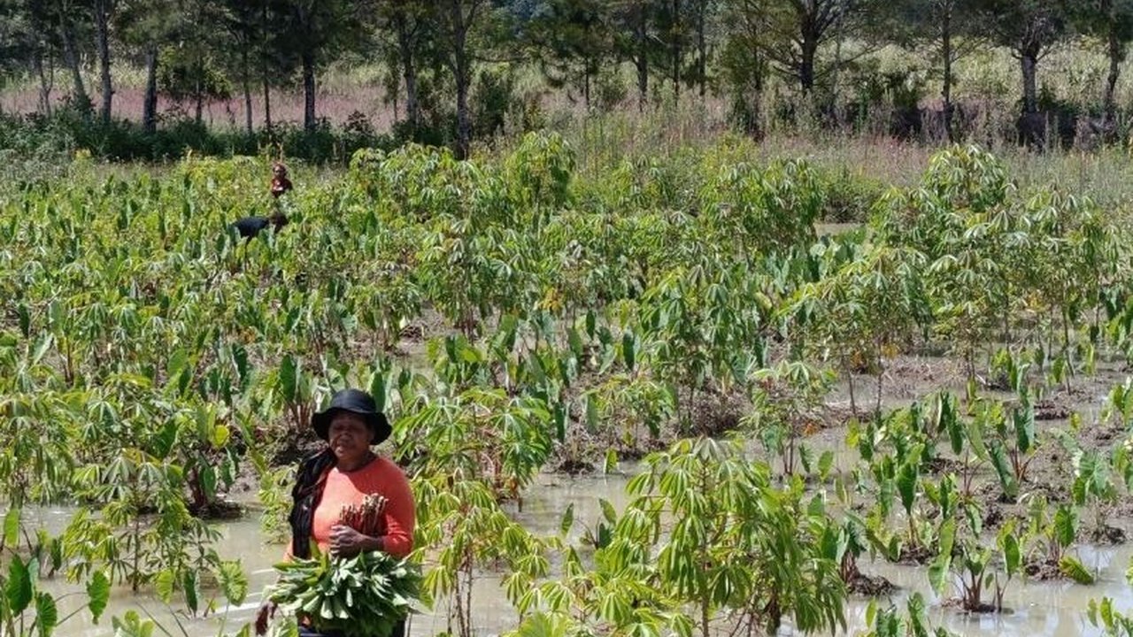 Dinas Pertanian Jayawijaya meningkatkan koordinasi dengan petani untuk menjaga stok sayur mayur pasca banjir bandang yang melanda 24 distrik, guna mencegah kelangkaan.