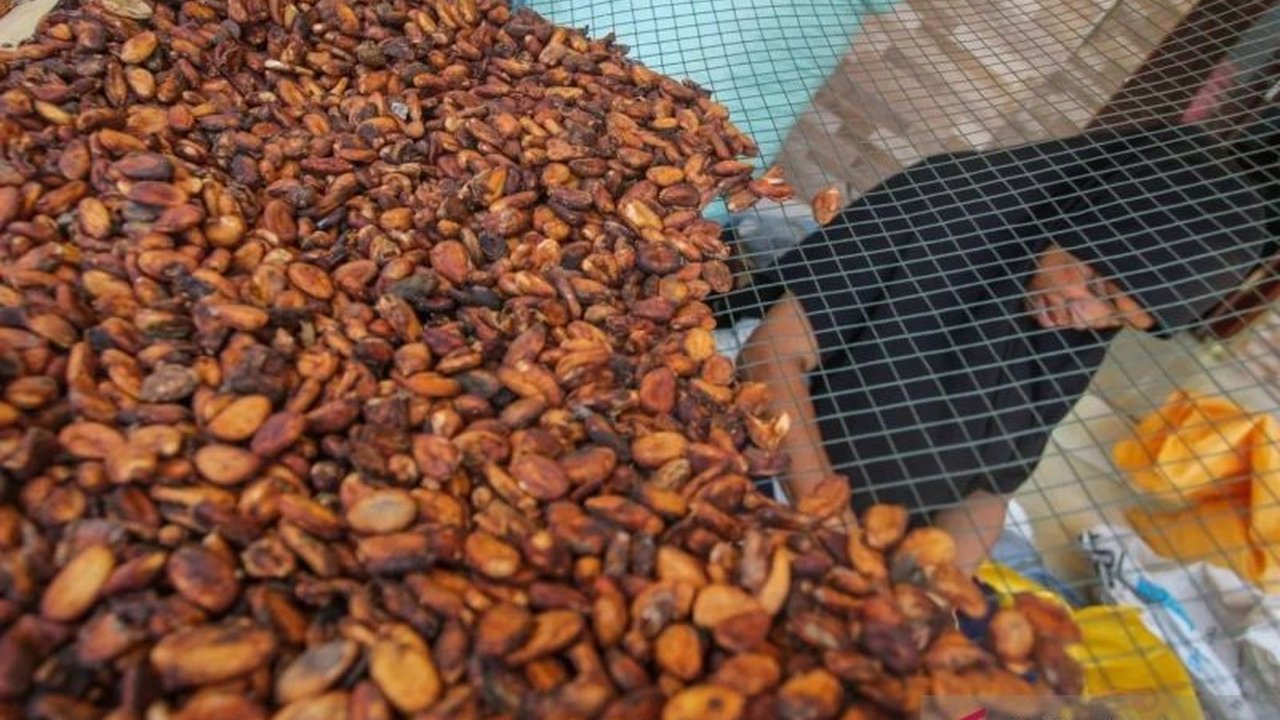 Harga Kakao Dunia Naik! Ini Penyebabnya