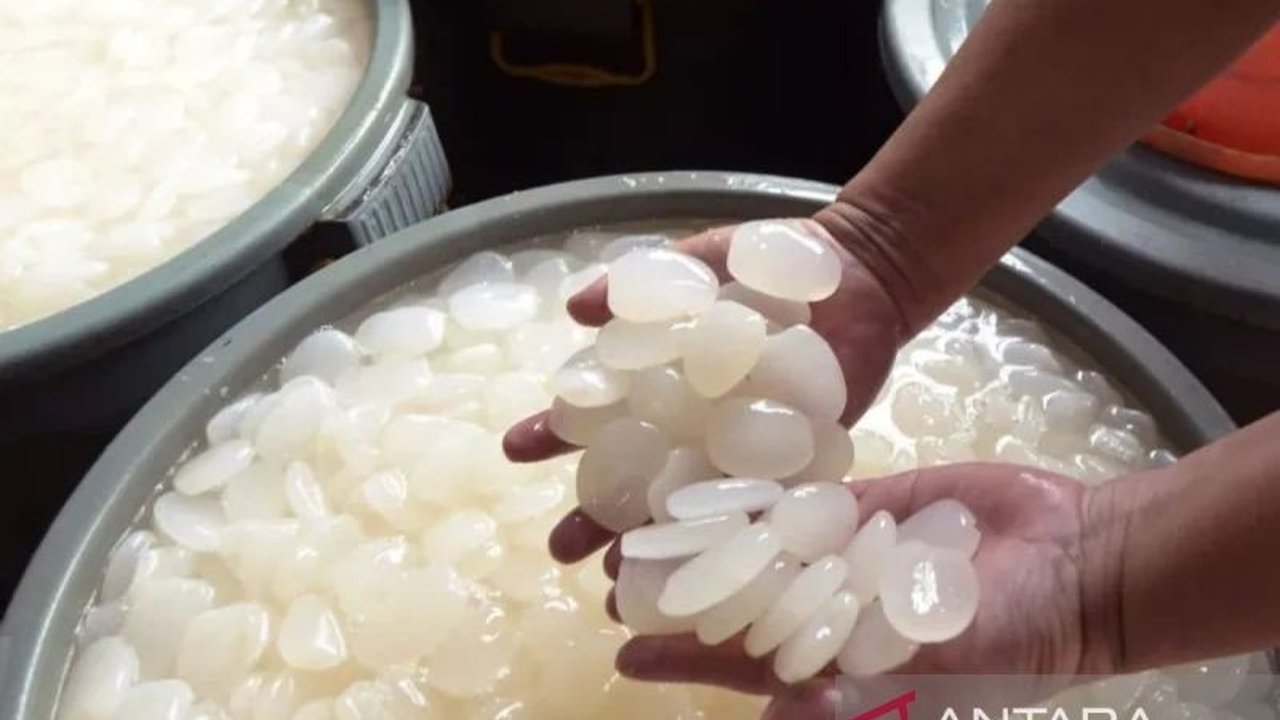 Eksportir sukses kirim kolang-kaling Tapanuli Selatan ke Vietnam, Filipina, dan Thailand, namun kendala infrastruktur penghambat peningkatan Pendapatan Asli Daerah (PAD).