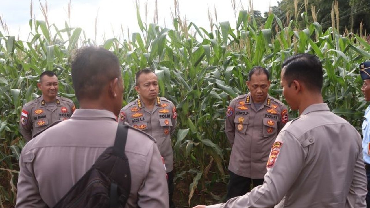 Pupuk Organik Mikroba: Solusi Dongkrak Produktivitas Jagung di Bengkayang