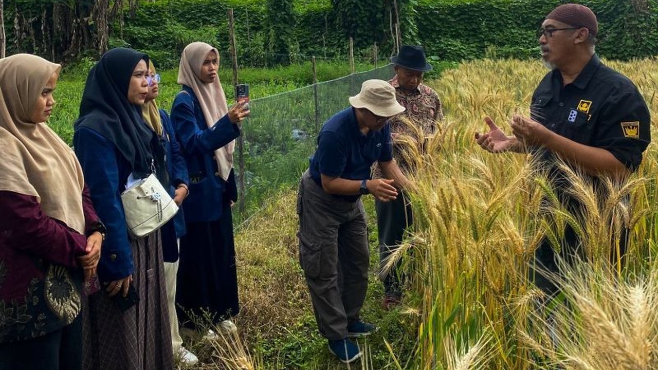 Kemendiktisaintek dan Kementan mendorong Universitas Andalas (Unand) untuk melakukan riset intensif guna menciptakan bibit gandum unggul yang dapat ditanam di berbagai ketinggian, mengurangi ketergantungan impor gandum Indonesia.