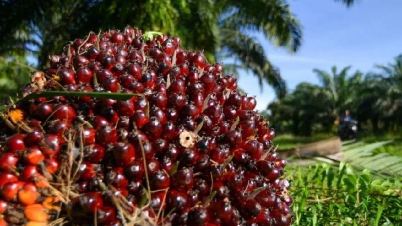 Harga TBS kelapa sawit di Riau turun menjadi Rp3.585,89/kg untuk petani mitra swadaya dan Rp3.616,88/kg untuk petani plasma pada periode 30 April - 6 Mei 2025, meskipun harga CPO naik.